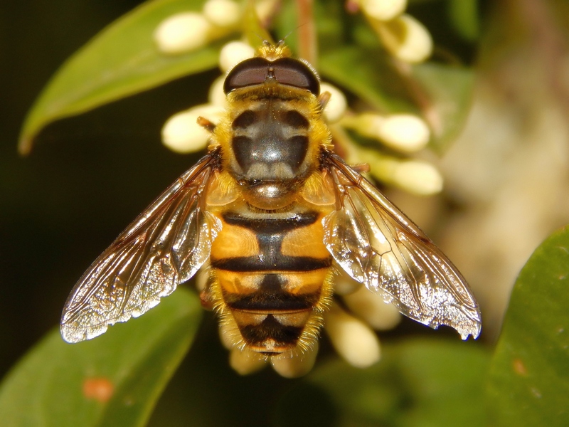 Serie di Syrphidae del Parco del Ticino